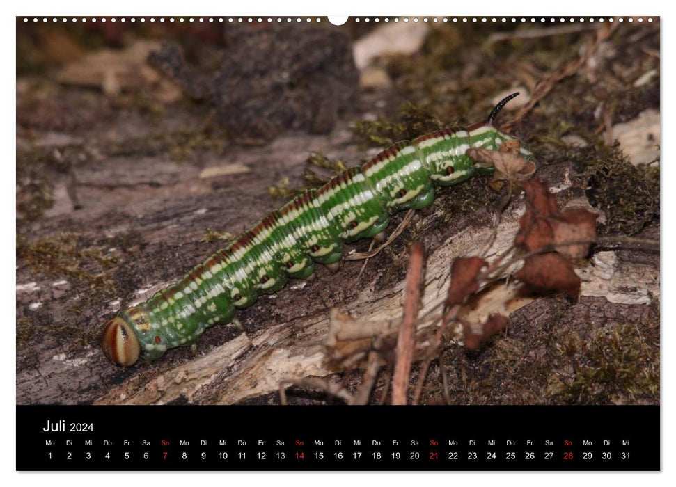 Fascination avec les chenilles de papillons (Calendrier mural CALVENDO 2024) 