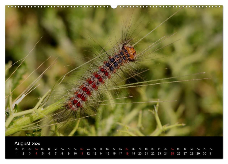 Fascination with butterfly caterpillars (CALVENDO wall calendar 2024) 