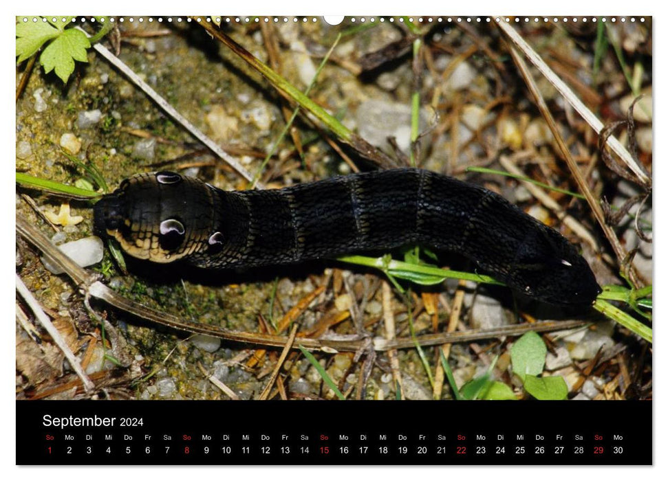 Fascination avec les chenilles de papillons (Calendrier mural CALVENDO 2024) 