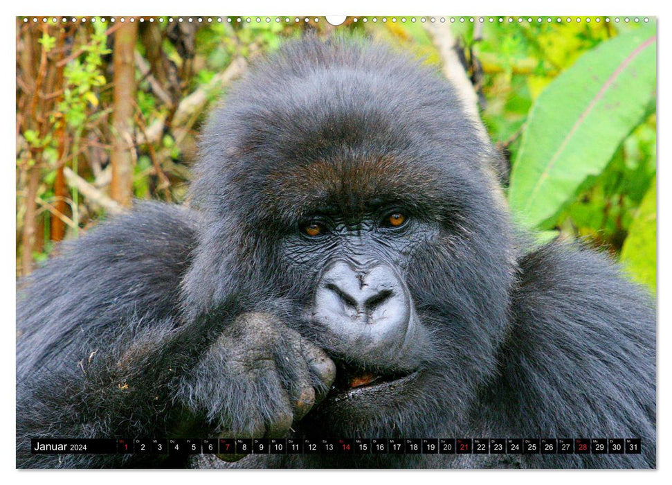 Gorilles de montagne - les gentils géants (calendrier mural CALVENDO 2024) 