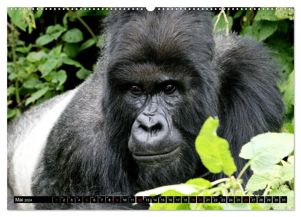 Gorilles de montagne - les gentils géants (calendrier mural CALVENDO 2024) 