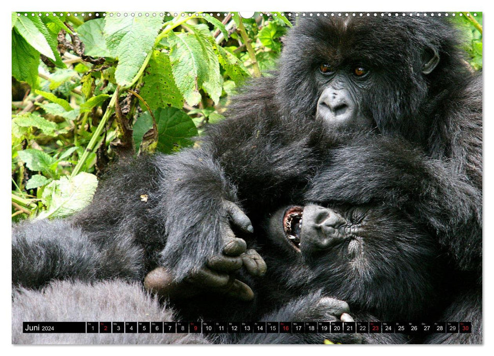 Berggorillas - die sanften Riesen (CALVENDO Wandkalender 2024)