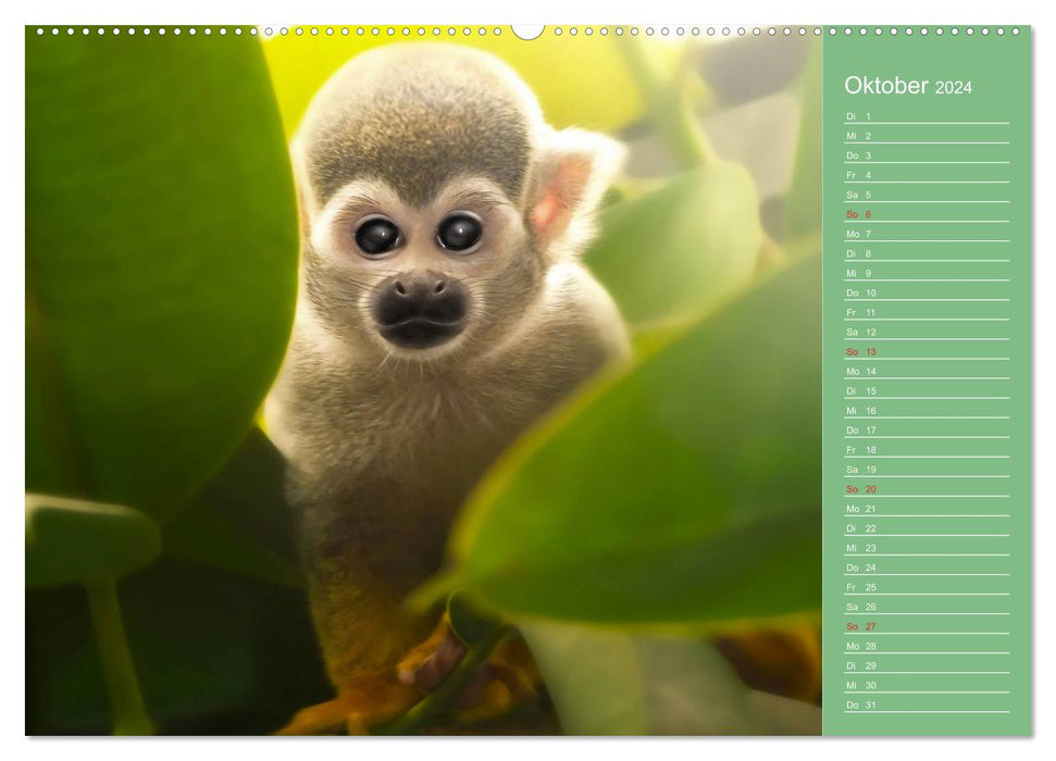 Süsse Tierwelt / CH-Version / Geburtstagskalender (CALVENDO Premium Wandkalender 2024)