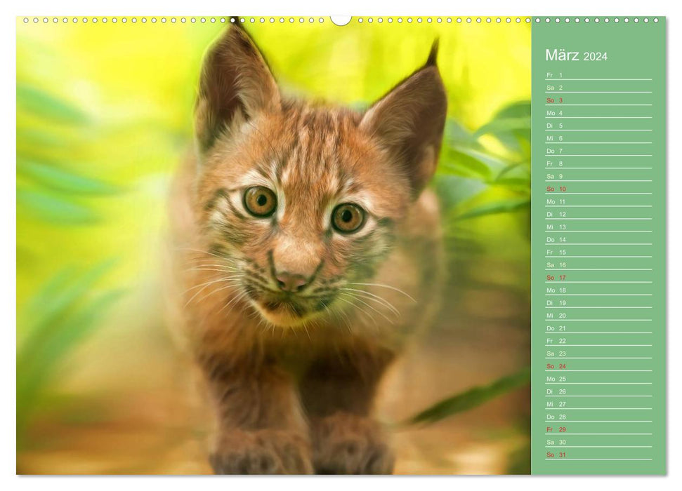 Sweet wildlife / CH version / birthday calendar (CALVENDO Premium Wall Calendar 2024) 