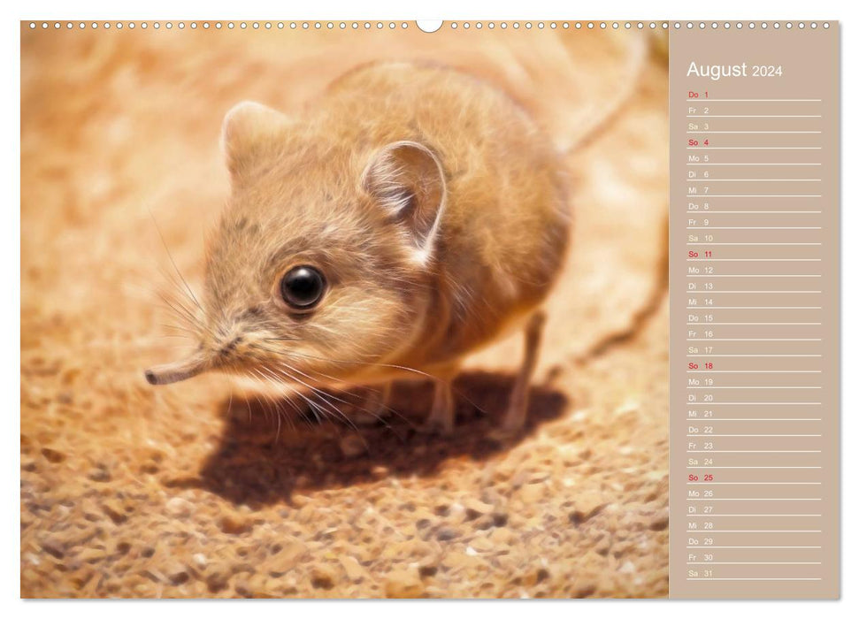 Süsse Tierwelt / CH-Version / Geburtstagskalender (CALVENDO Premium Wandkalender 2024)