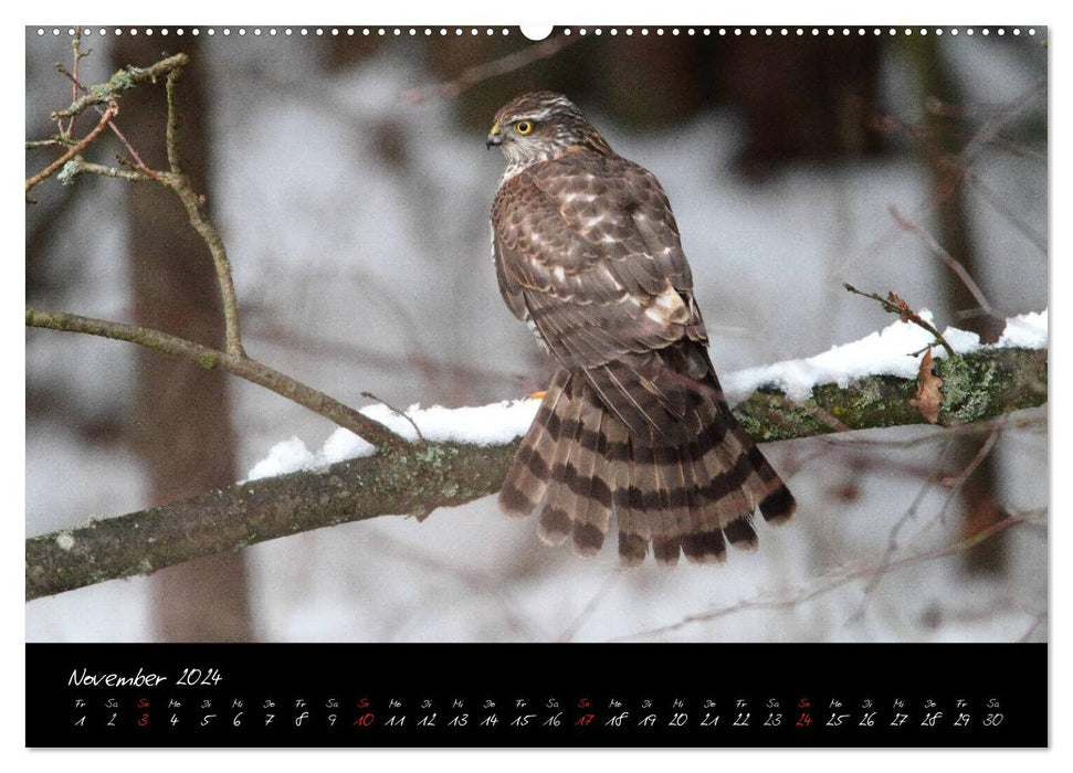 Heimische Eulen und Greife (CALVENDO Wandkalender 2024)