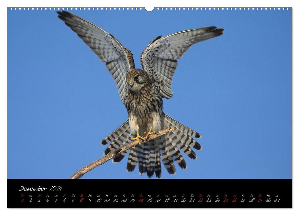 Heimische Eulen und Greife (CALVENDO Wandkalender 2024)