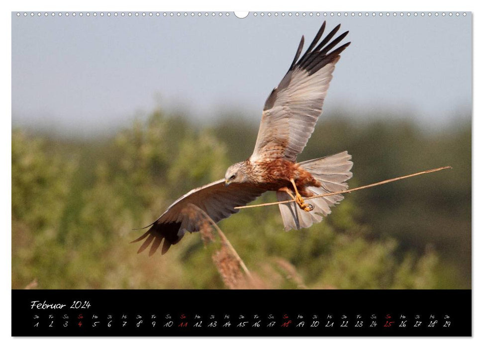 Heimische Eulen und Greife (CALVENDO Wandkalender 2024)