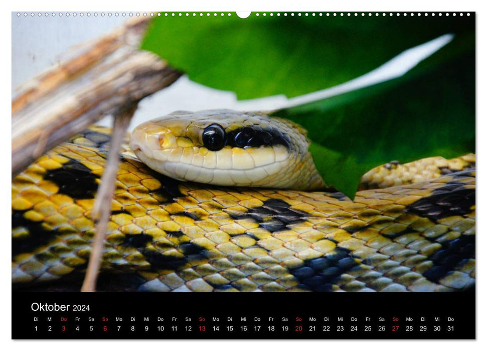 Schlangen (CALVENDO Premium Wandkalender 2024)