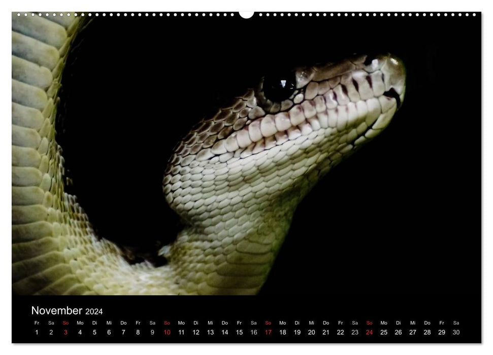 Snakes (CALVENDO Premium Wall Calendar 2024) 