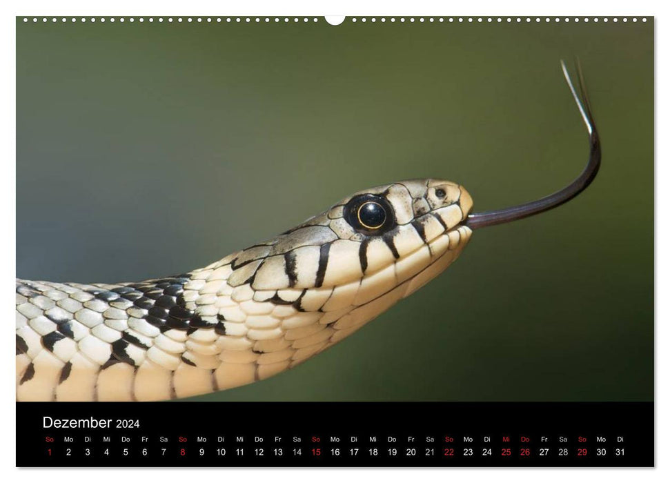 Snakes (CALVENDO Premium Wall Calendar 2024) 