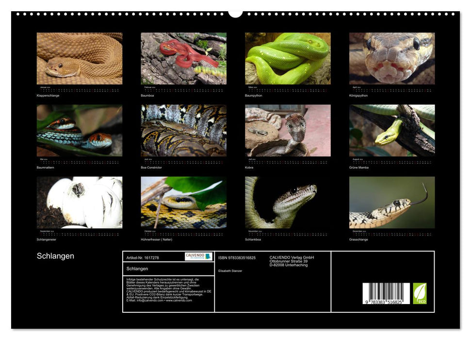 Snakes (CALVENDO Premium Wall Calendar 2024) 