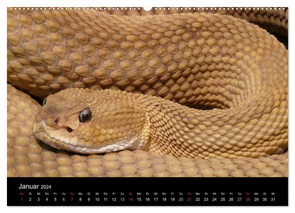 Snakes (CALVENDO Premium Wall Calendar 2024) 