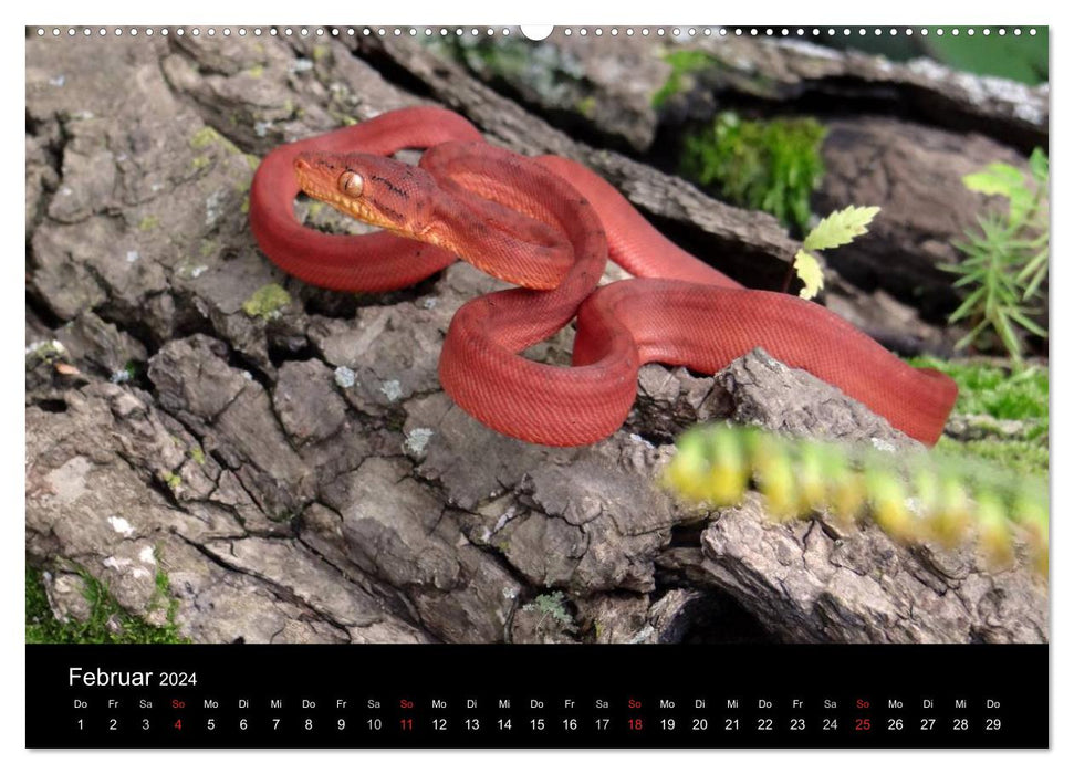 Snakes (CALVENDO Premium Wall Calendar 2024) 