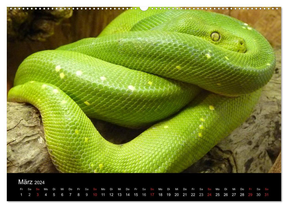 Snakes (CALVENDO Premium Wall Calendar 2024) 