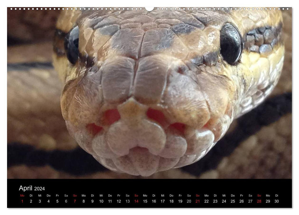 Snakes (CALVENDO Premium Wall Calendar 2024) 