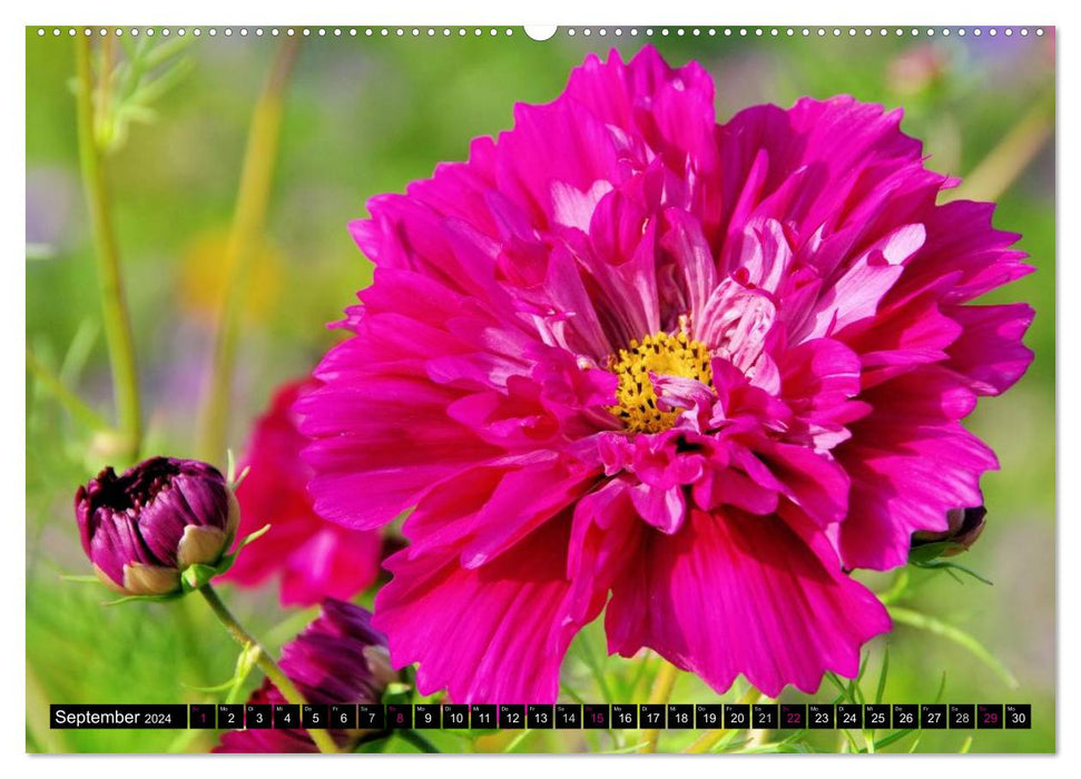 Blütenträume in Rosa und Pink (CALVENDO Wandkalender 2024)