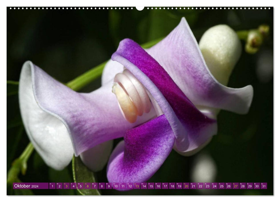 Flower Power - Magical Potted Plants (CALVENDO Premium Wall Calendar 2024) 