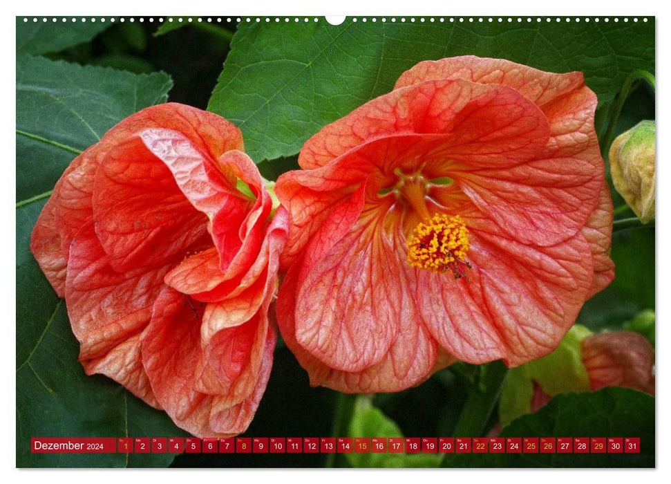 Flower Power - Magical Potted Plants (CALVENDO Premium Wall Calendar 2024) 