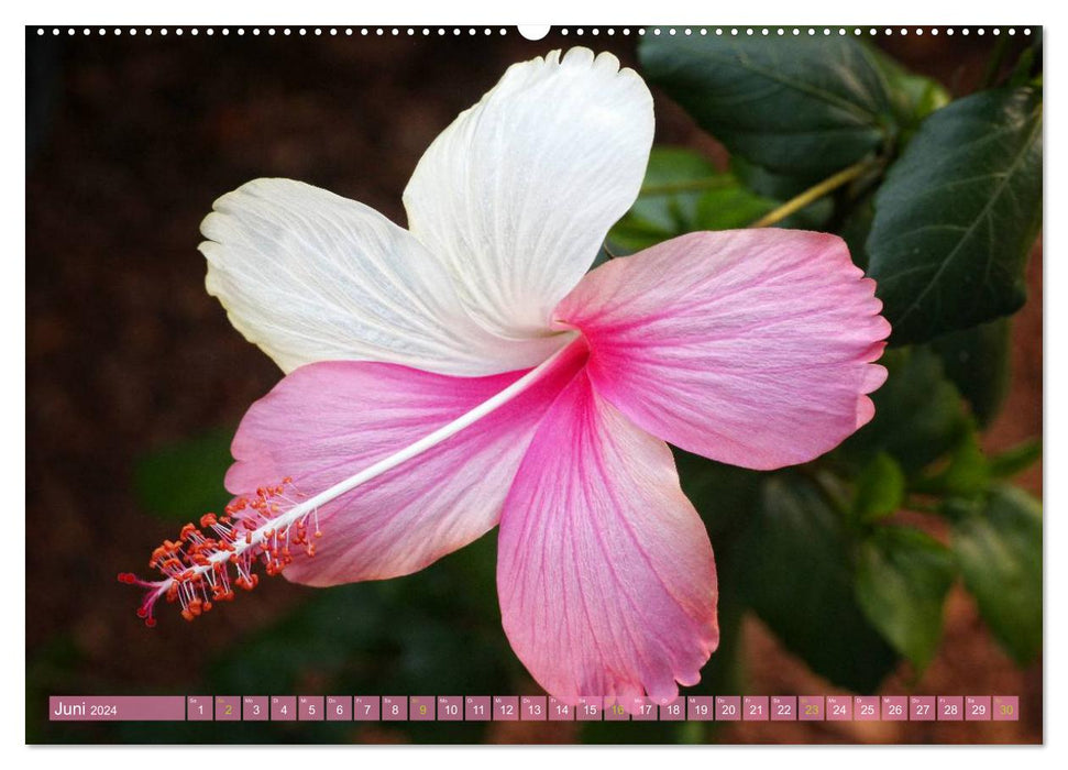 Flower Power - Zauberhafte Kübelpflanzen (CALVENDO Premium Wandkalender 2024)