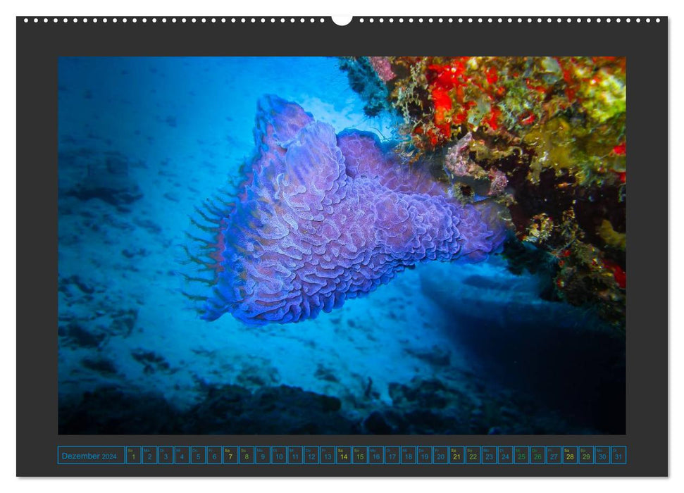 Unterwasserwelt - Das Leben am Korallenriff (CALVENDO Wandkalender 2024)