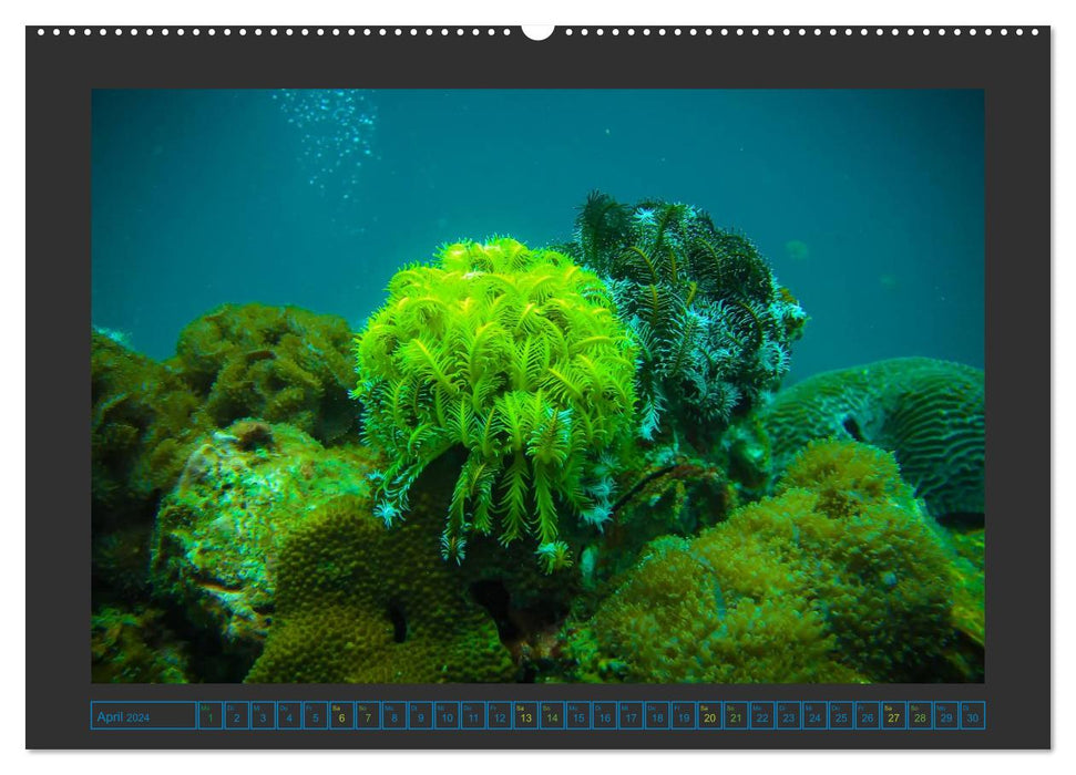 Unterwasserwelt - Das Leben am Korallenriff (CALVENDO Wandkalender 2024)