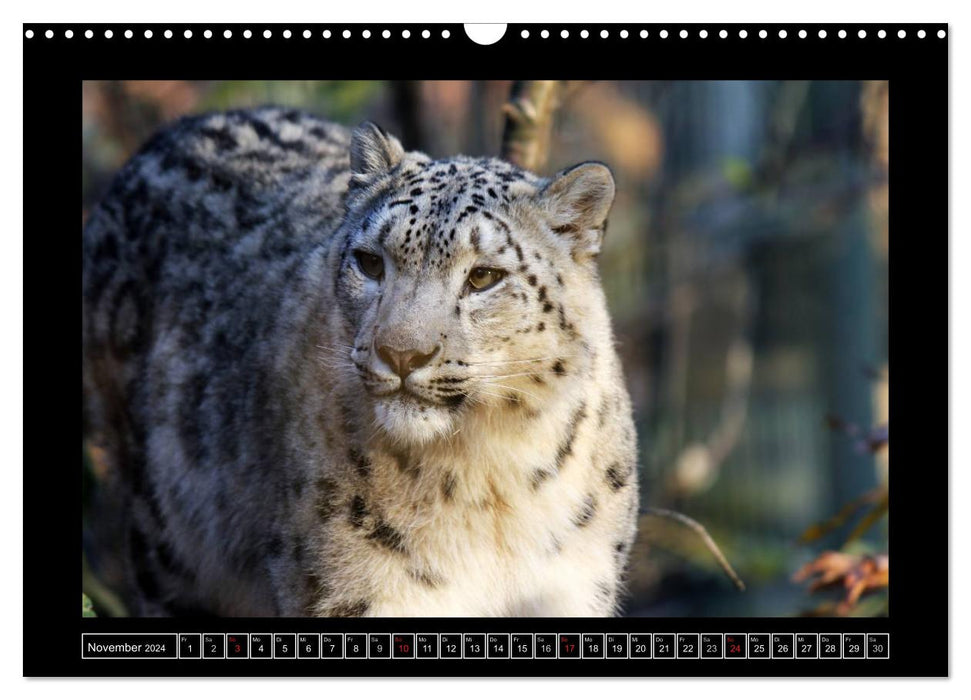 Wildtiere (CALVENDO Wandkalender 2024)