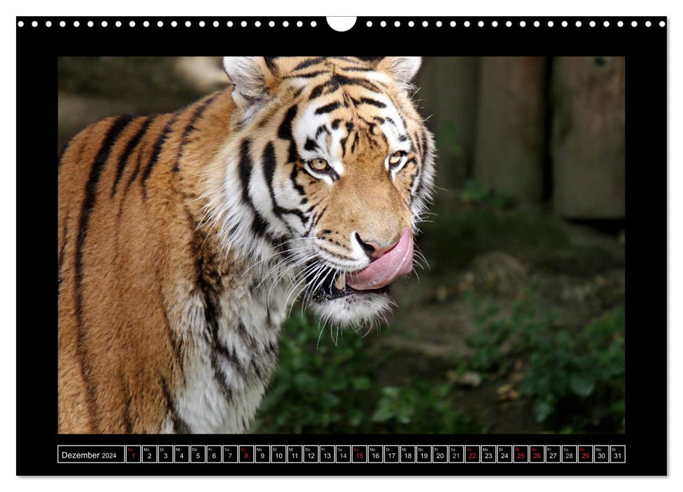 Wildtiere (CALVENDO Wandkalender 2024)