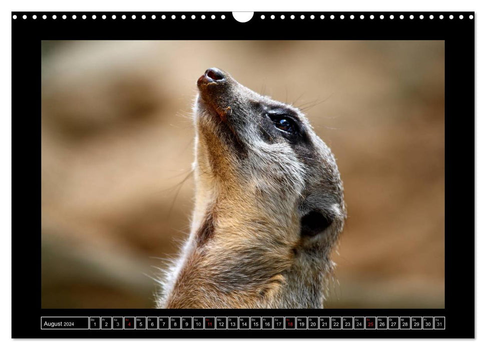 Wildtiere (CALVENDO Wandkalender 2024)