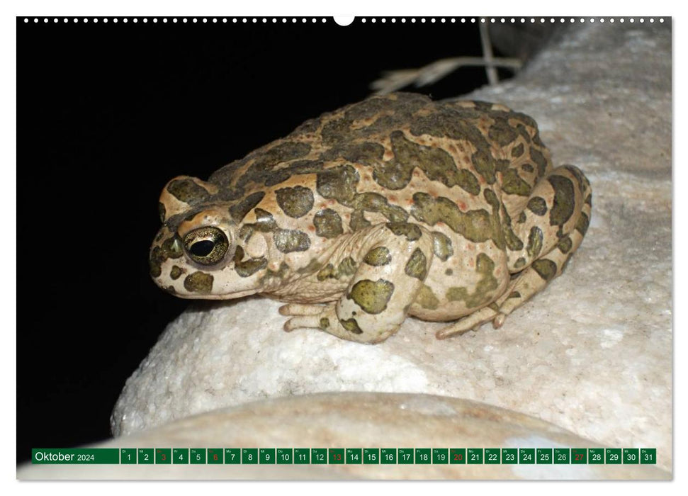 Toads &amp; Frogs (CALVENDO Premium Wall Calendar 2024) 