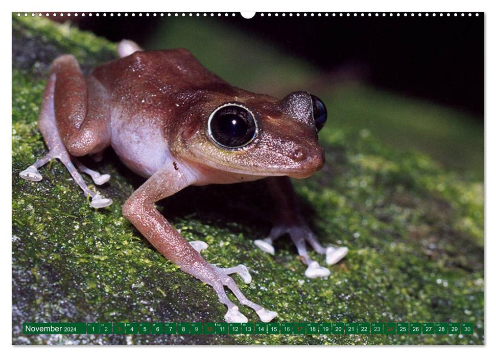 Toads &amp; Frogs (CALVENDO Premium Wall Calendar 2024) 