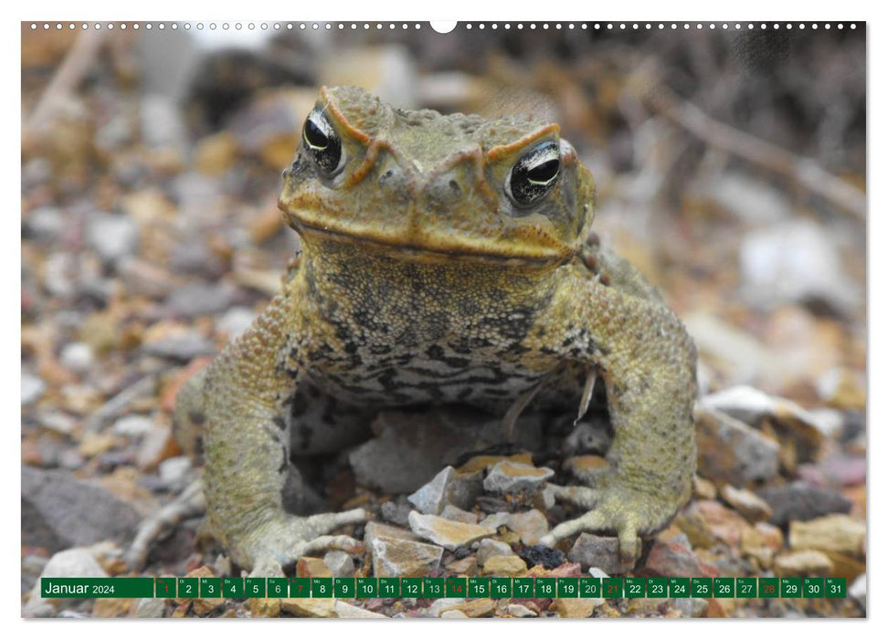 Toads &amp; Frogs (CALVENDO Premium Wall Calendar 2024) 