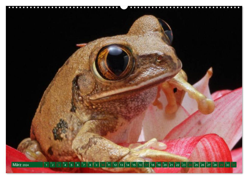 Toads &amp; Frogs (CALVENDO Premium Wall Calendar 2024) 