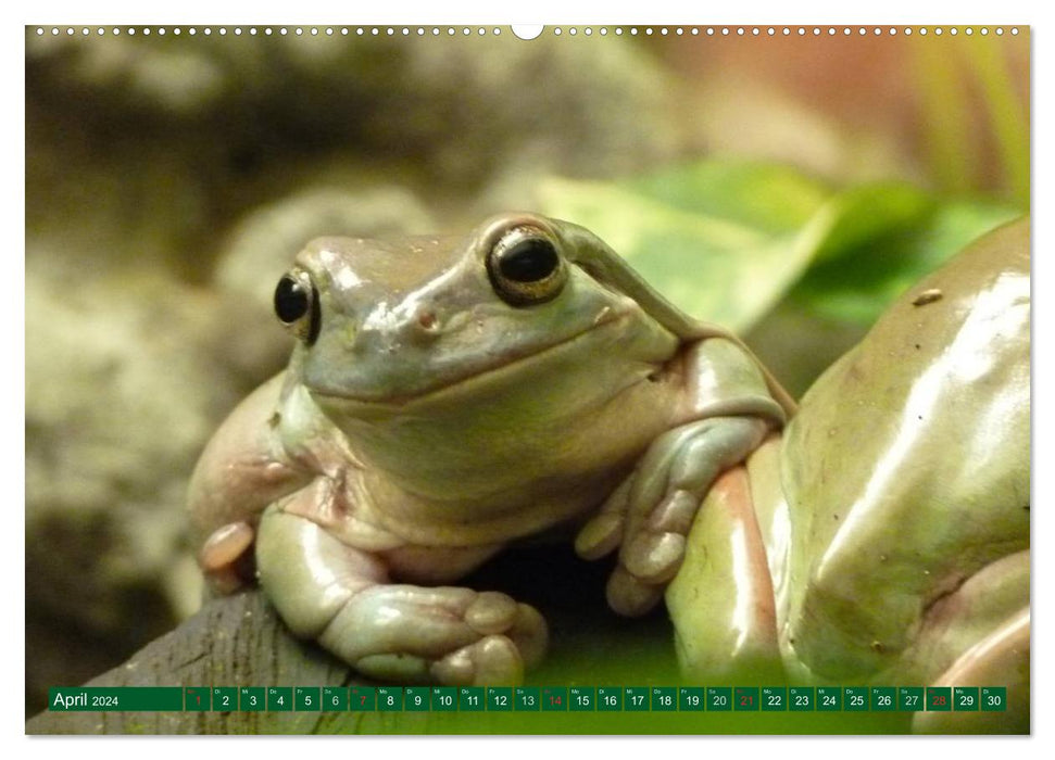 Toads &amp; Frogs (CALVENDO Premium Wall Calendar 2024) 