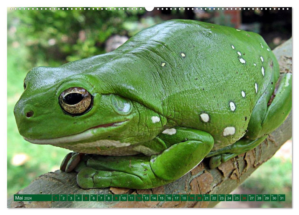 Toads &amp; Frogs (CALVENDO Premium Wall Calendar 2024) 