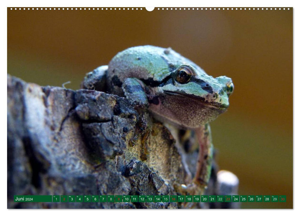 Toads &amp; Frogs (CALVENDO Premium Wall Calendar 2024) 