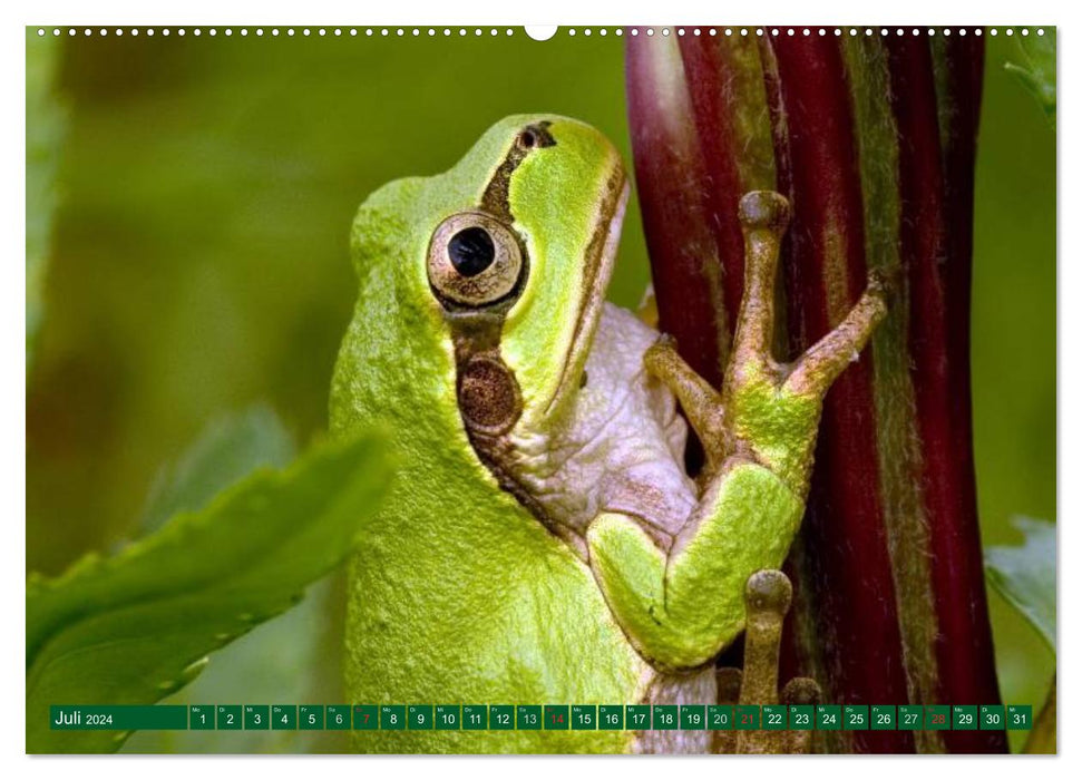 Toads &amp; Frogs (CALVENDO Premium Wall Calendar 2024) 