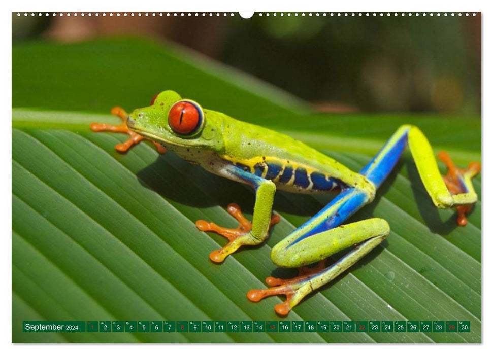 Toads &amp; Frogs (CALVENDO Premium Wall Calendar 2024) 