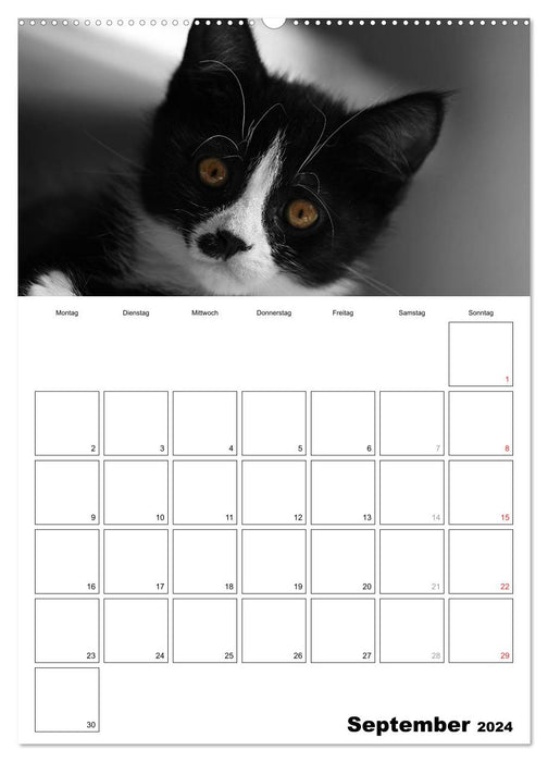 schwarz/weiß trifft farbe - DEIN TERMINKALENDER / Planer (CALVENDO Wandkalender 2024)