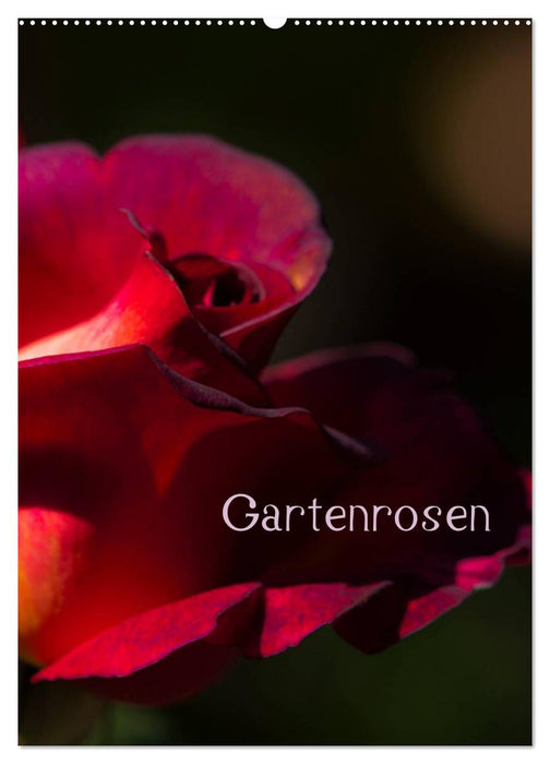 Gartenrosen (CALVENDO Wandkalender 2024)