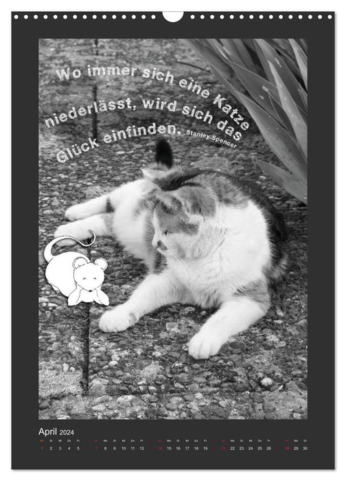 Katz & Maus (CALVENDO Wandkalender 2024)