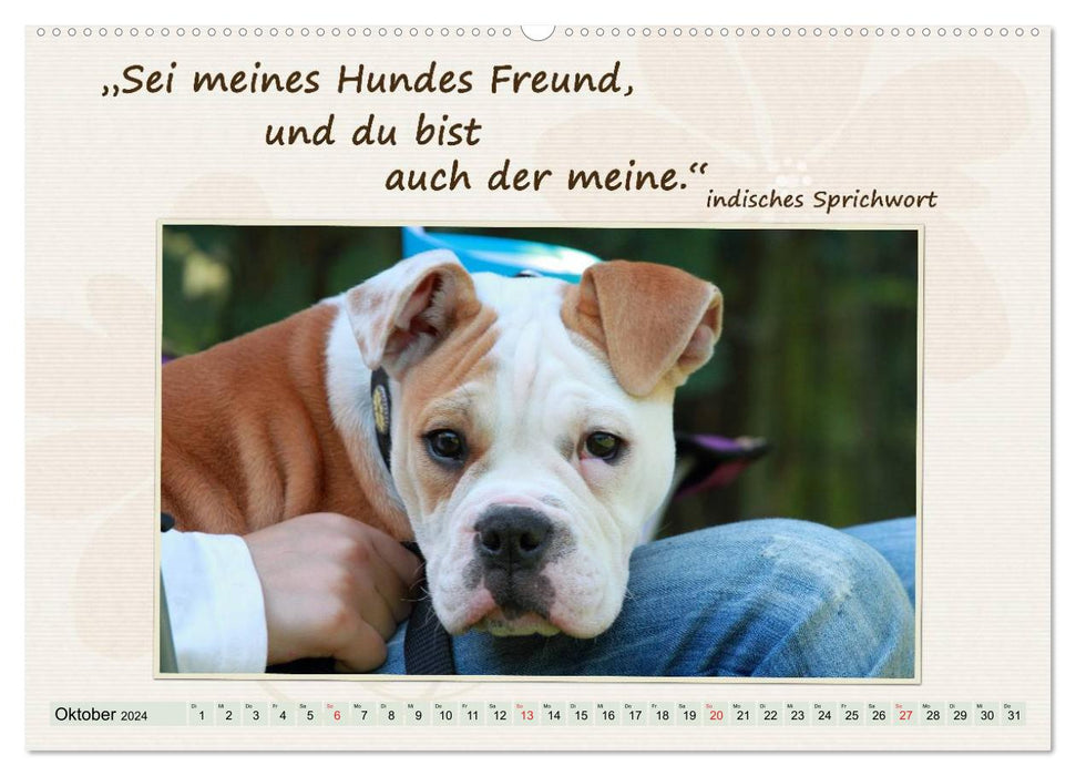 Get through the year well with dog quotes / CH version (CALVENDO Premium Wall Calendar 2024) 