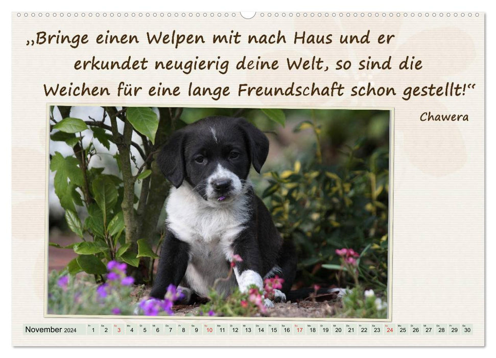 Get through the year well with dog quotes / CH version (CALVENDO Premium Wall Calendar 2024) 