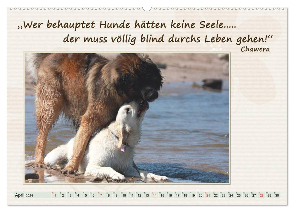 Get through the year well with dog quotes / CH version (CALVENDO Premium Wall Calendar 2024) 