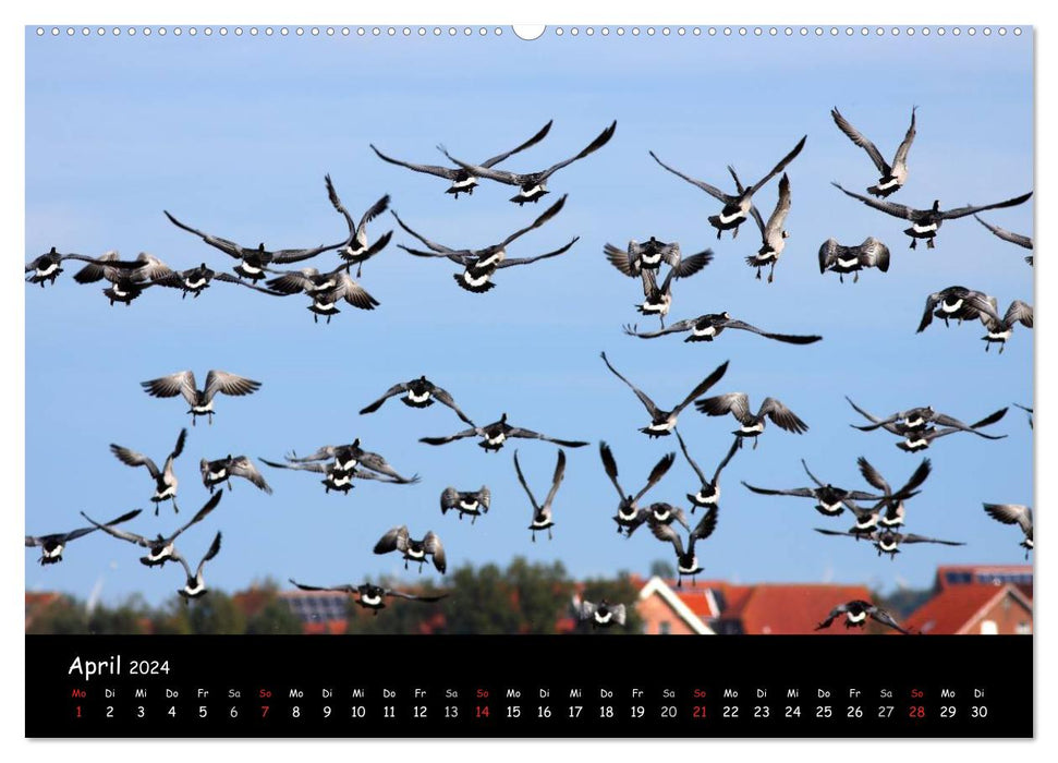 Cry of the Wild Geese (CALVENDO Premium Wall Calendar 2024) 