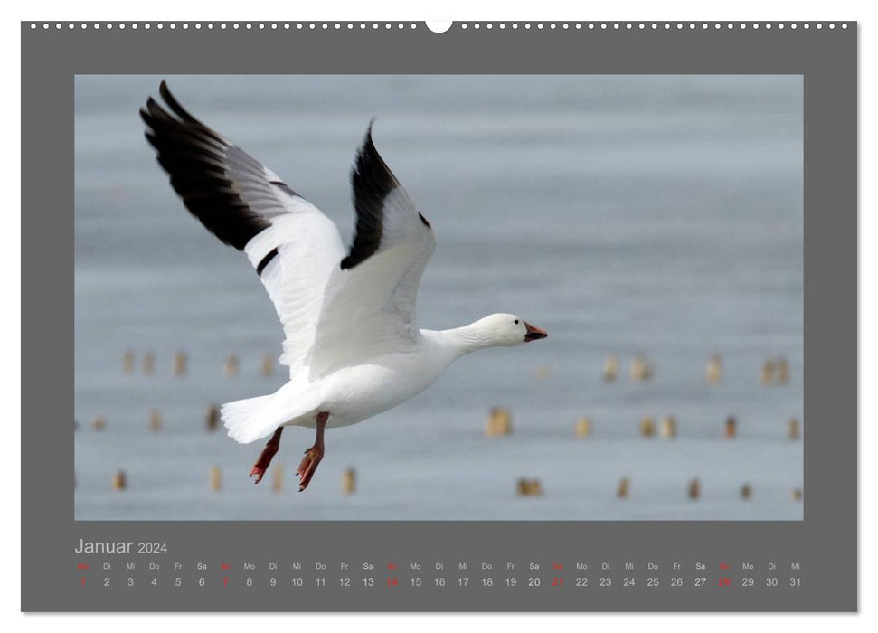 BIRDS (CALVENDO Premium Wall Calendar 2024) 