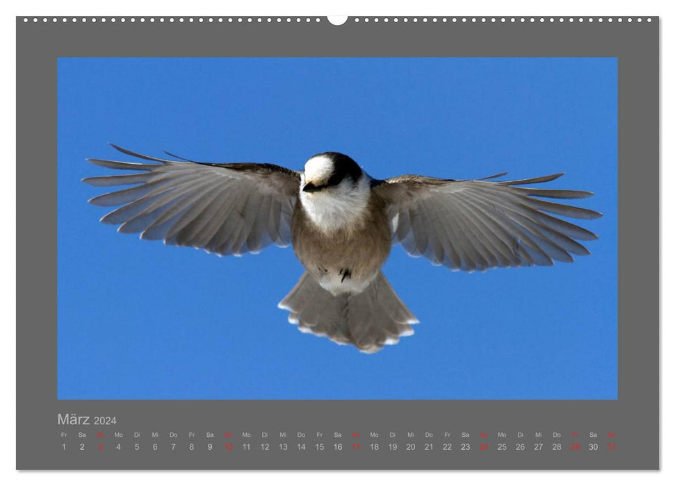 BIRDS (CALVENDO Premium Wall Calendar 2024) 