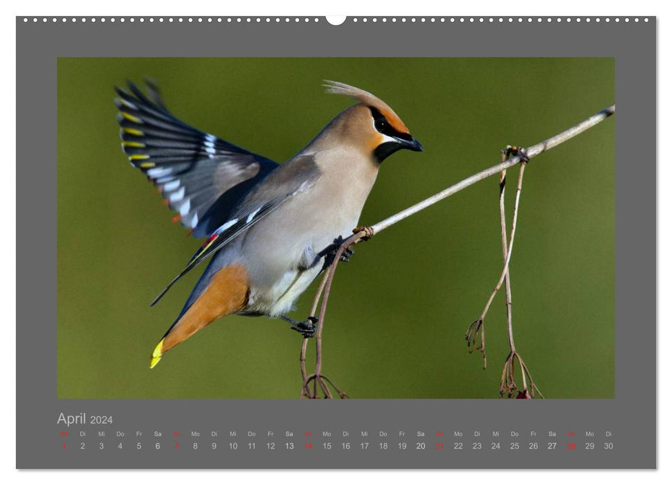 BIRDS (CALVENDO Premium Wall Calendar 2024) 