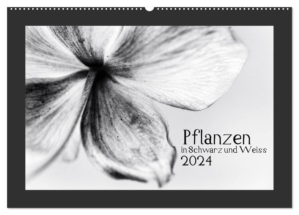 Pflanzen in Schwarz und Weiss / CH-Version (CALVENDO Wandkalender 2024)