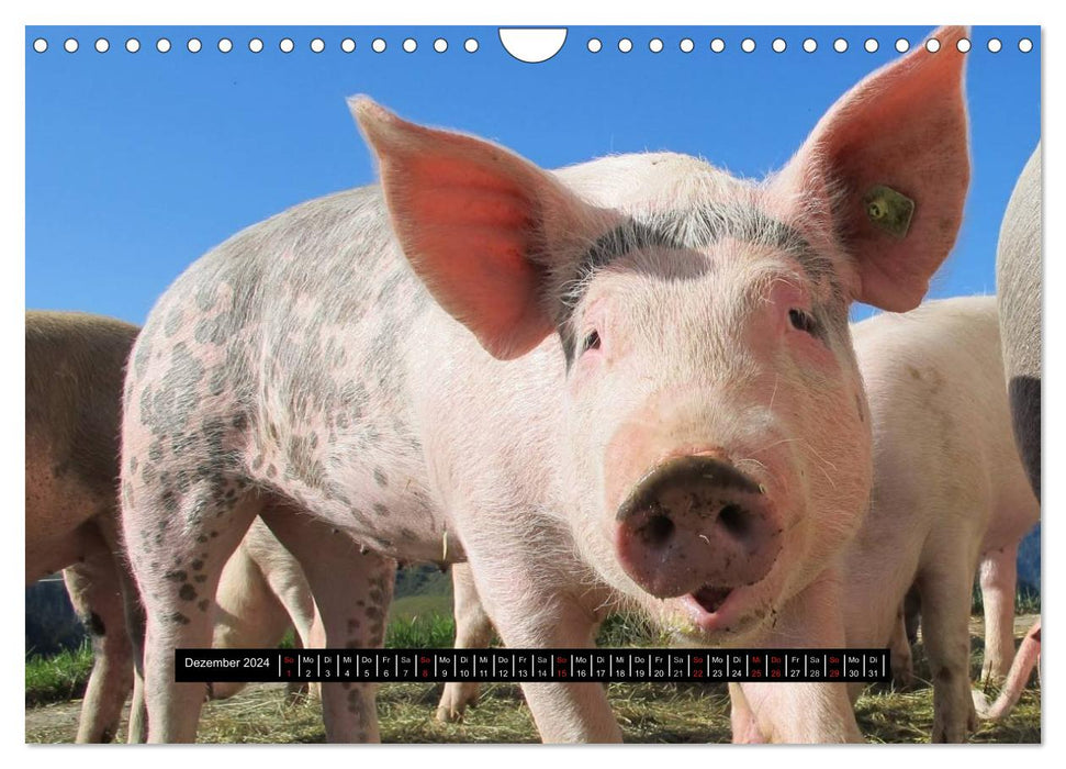 Schweinereien (CALVENDO Wandkalender 2024)